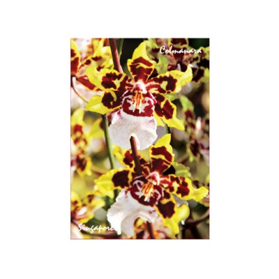 Metal Photo Magnet - Orchid 2