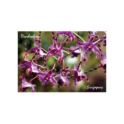 Metal Photo Magnet - Orchid 7