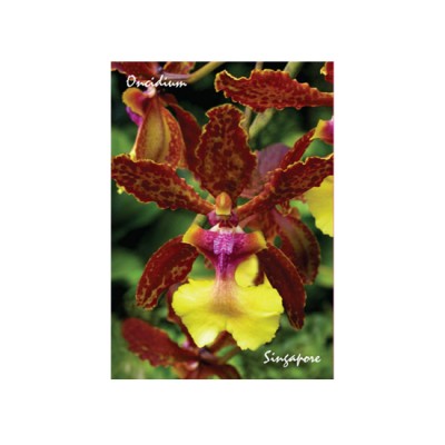 Metal Photo Magnet - Orchid 9